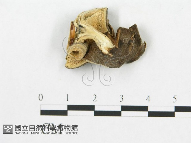 登錄號:F0014016藏品圖，第1張