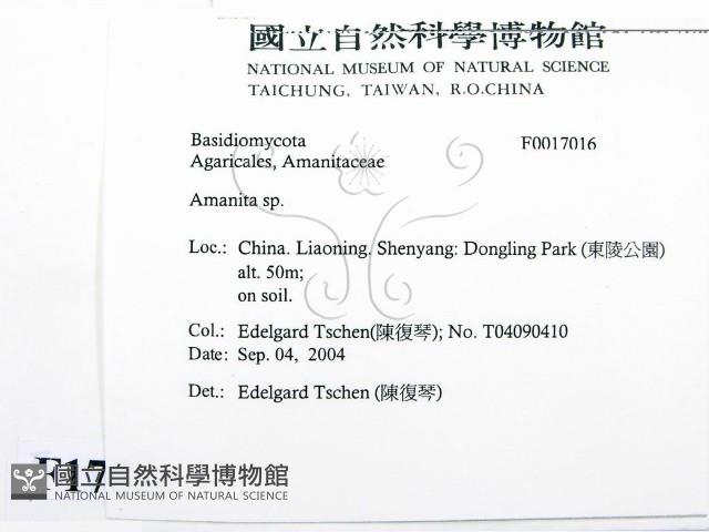 鵝膏屬藏品圖，第3張