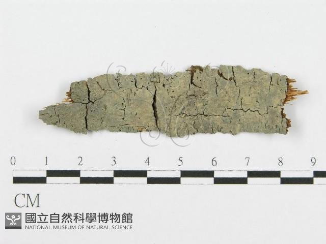 登錄號:F0005016藏品圖，第1張