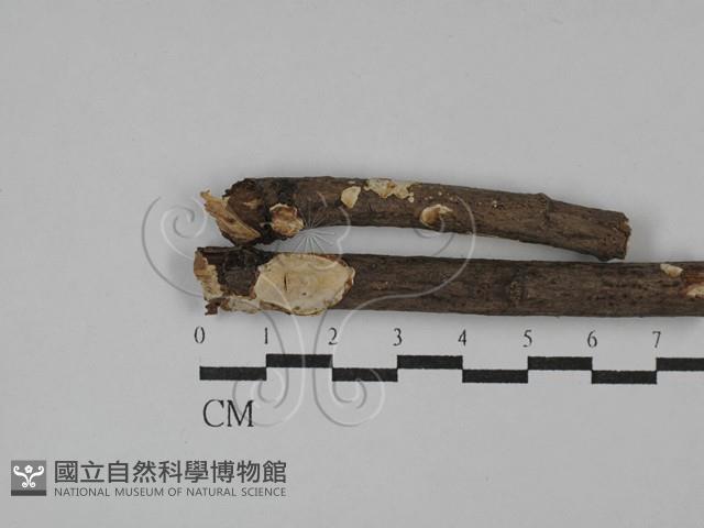 刺皮菌屬藏品圖，第1張