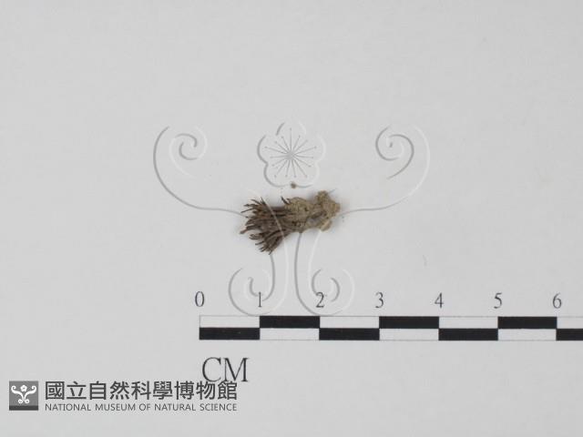 登錄號:F0009016藏品圖，第1張