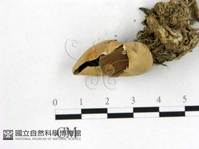 地星屬藏品圖，第1張