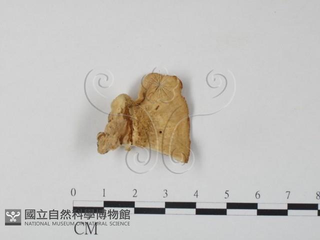 登錄號:F0007316藏品圖，第1張