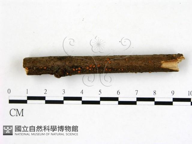 登錄號:F0009316藏品圖，第1張