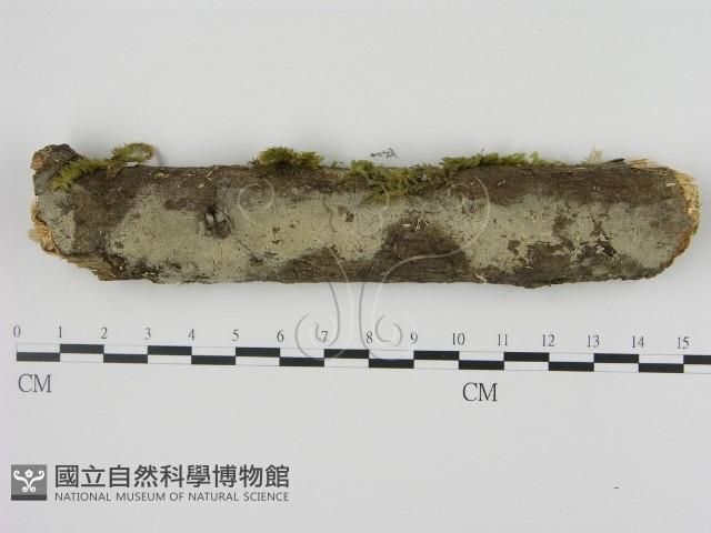剛毛絲皮菌藏品圖，第1張