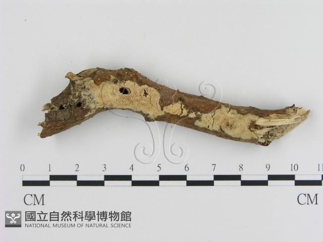 登錄號:F0010296藏品圖，第1張