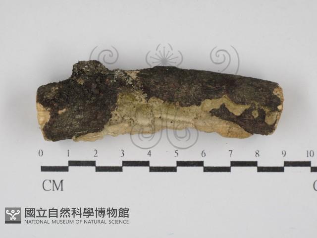 附毛菌屬藏品圖，第1張