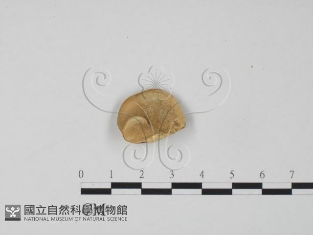 登錄號:F0006296藏品圖，第1張