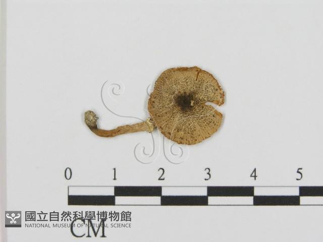 登錄號:F0016296藏品圖，第1張