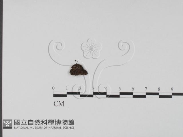 登錄號:F0001296藏品圖，第1張