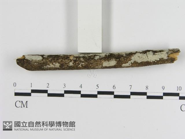 登錄號:F0004296藏品圖，第1張