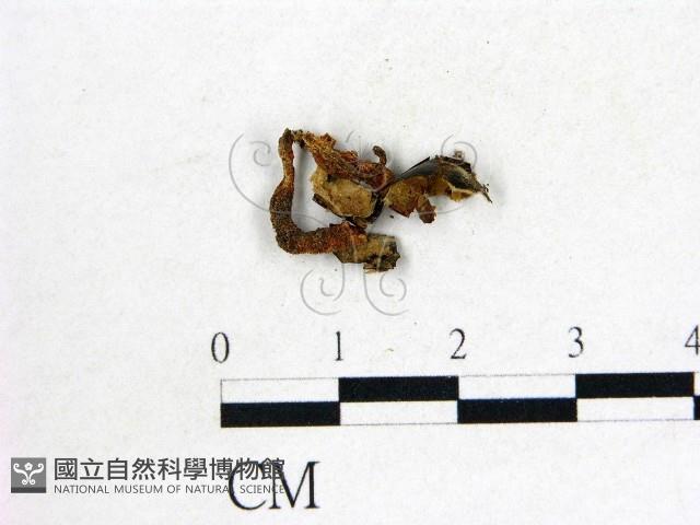 登錄號:F0022296藏品圖，第1張