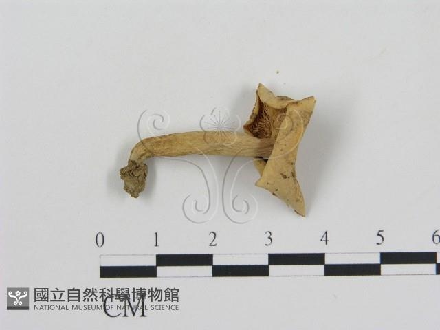登錄號:F0002296藏品圖，第1張