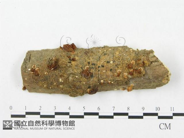 登錄號:F0012296藏品圖，第1張