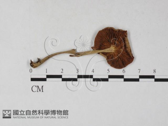 登錄號:F0027296藏品圖，第1張
