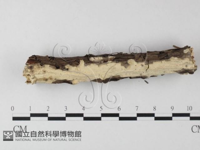 革墊菌屬藏品圖，第1張