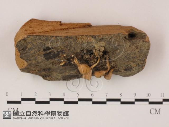 登錄號:F0005296藏品圖，第1張