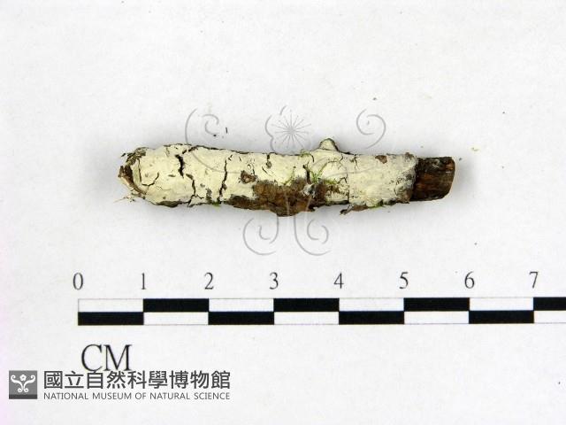登錄號:F0015296藏品圖，第1張