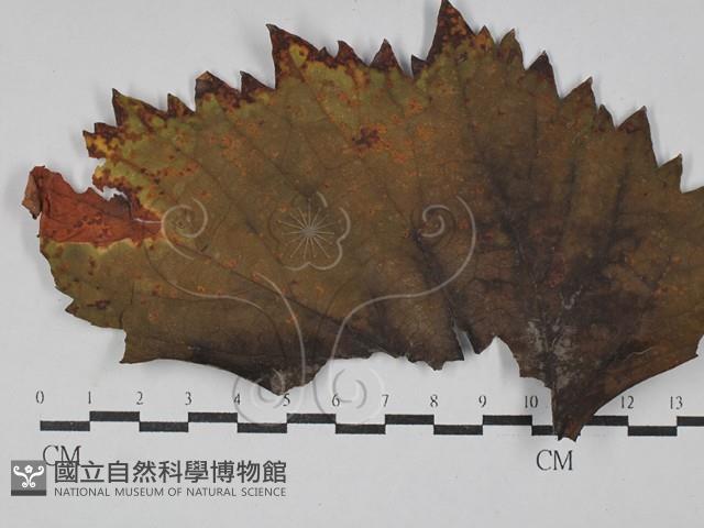 Accession Number:F0029296 Collection Image, Figure 1, Total 2 Figures