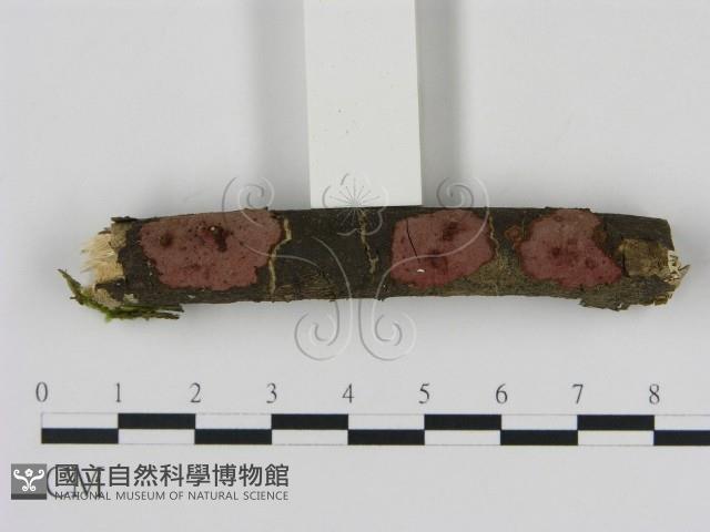 刺革菌屬藏品圖，第1張