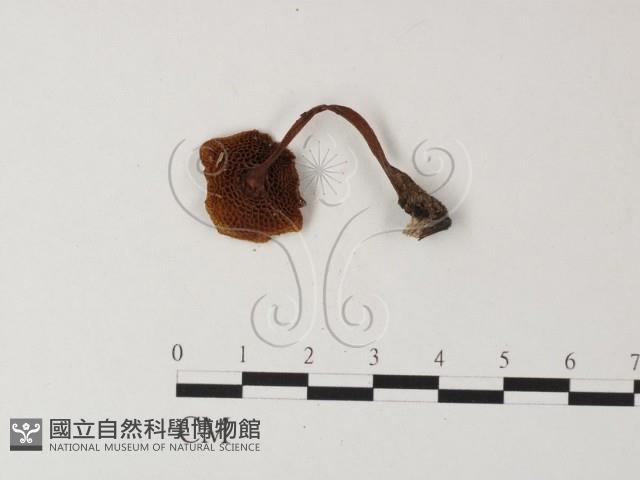 登錄號:F0023296藏品圖，第1張