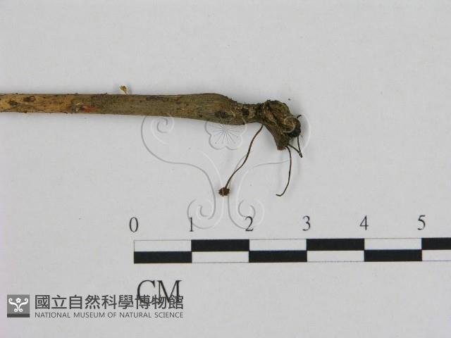 小皮傘屬藏品圖，第1張