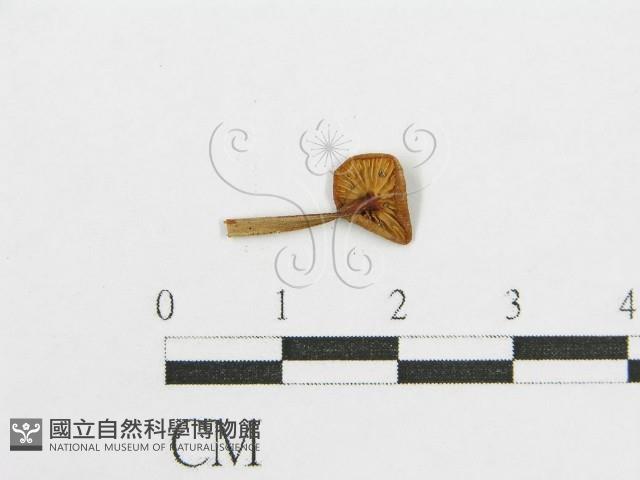 登錄號:F0013296藏品圖，第1張