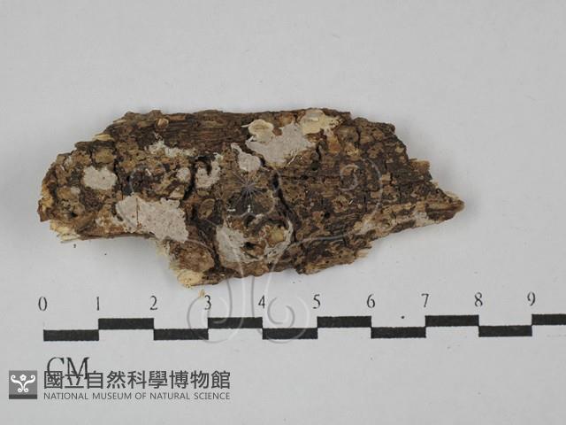 刺皮菌屬藏品圖，第1張