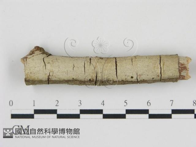 登錄號:F0008896藏品圖，第1張