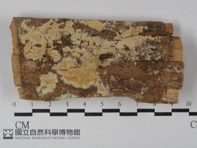 登錄號:F0000896藏品圖，第1張