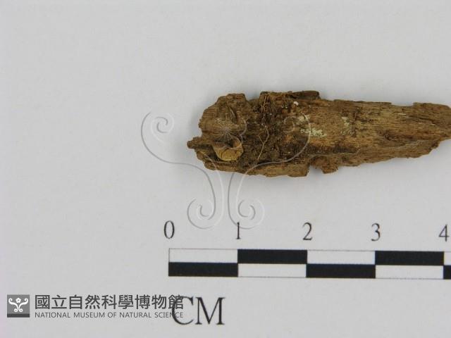 登錄號:F0010896藏品圖，第1張