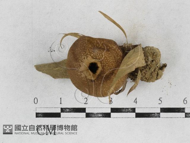 登錄號:F0026896藏品圖，第1張