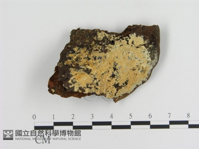 登錄號:F0006896藏品圖，第1張