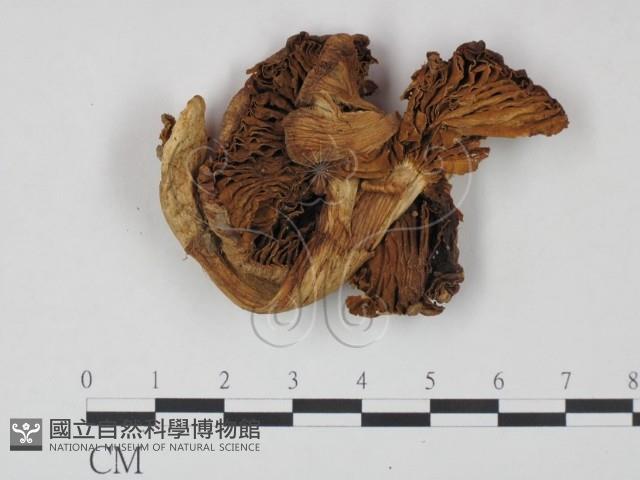 登錄號:F0021896藏品圖，第1張