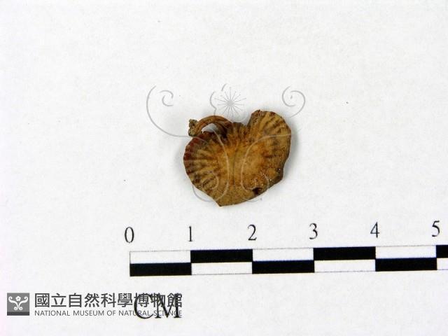 微皮傘屬藏品圖，第1張