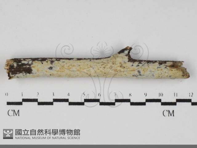 登錄號:F0031896藏品圖，第1張