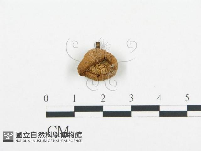 登錄號:F0004896藏品圖，第1張