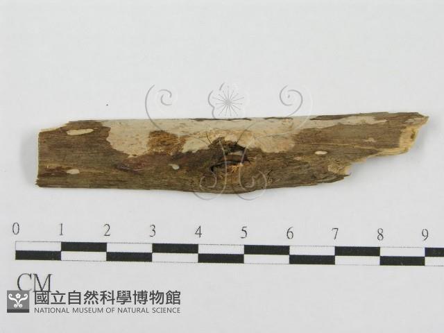 筍殼菌屬藏品圖，第1張