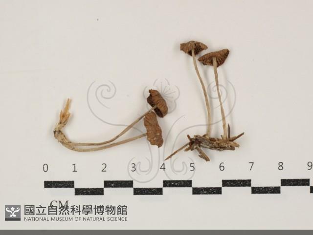 登錄號:F0034896藏品圖，第1張