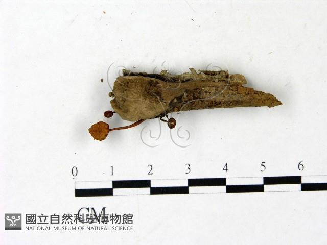 登錄號:F0022896藏品圖，第1張