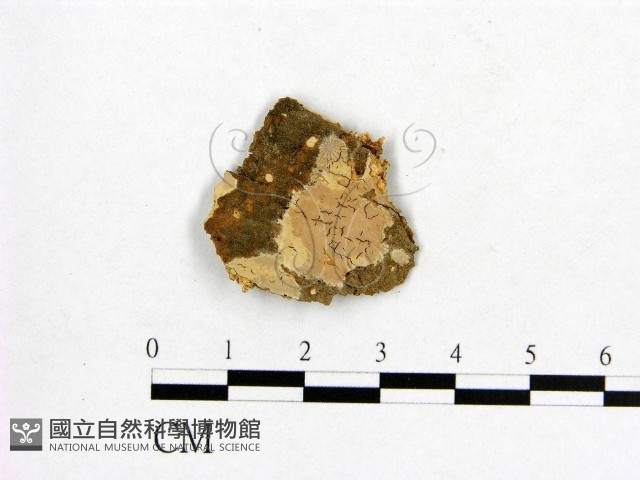 登錄號:F0002896藏品圖，第1張