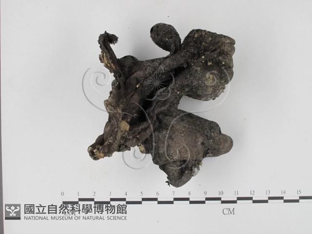 登錄號:F0012896藏品圖，第1張
