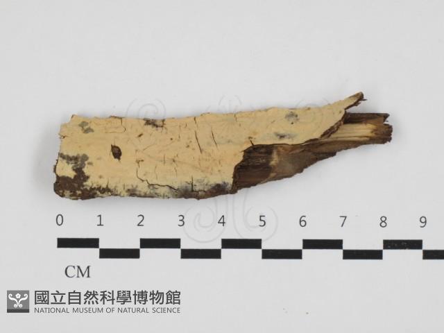 登錄號:F0032896藏品圖，第1張