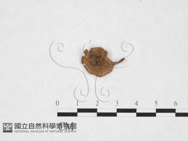 登錄號:F0025896藏品圖，第1張