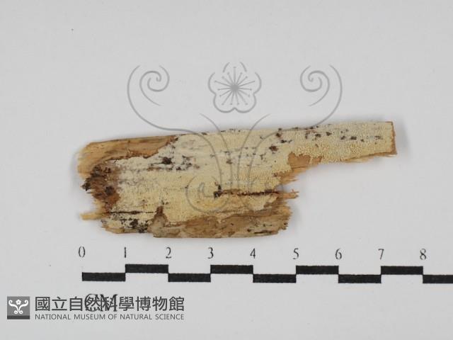 絲齒菌屬藏品圖，第1張