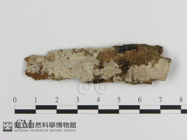 刺皮菌屬藏品圖，第1張