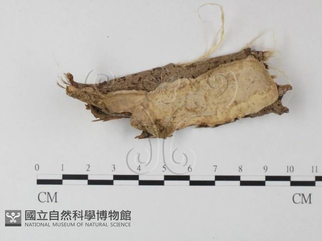 登錄號:F0023896藏品圖，第1張