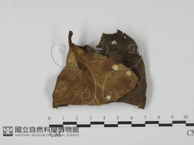 登錄號:F0013896藏品圖，第1張