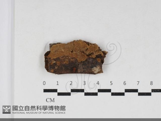 齒耳菌屬藏品圖，第1張