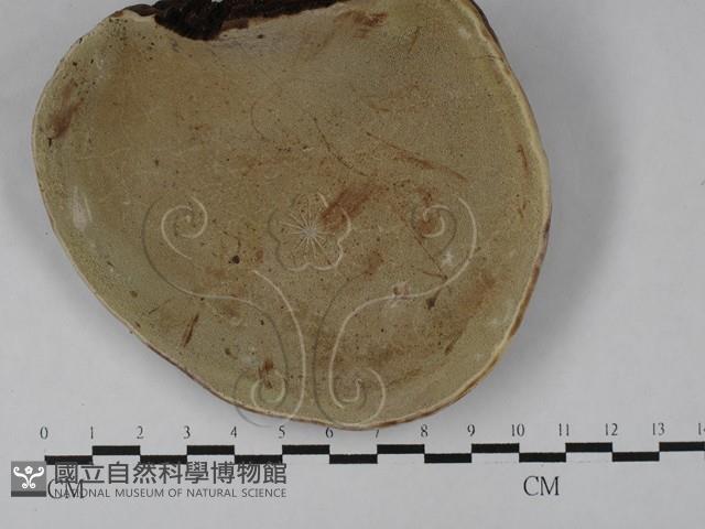 靈芝屬藏品圖，第1張